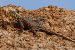 Agama planiceps