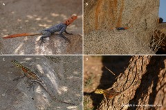 Agama planiceps