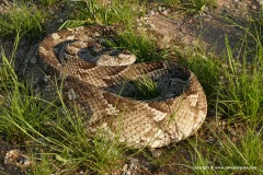 Bitis arietans