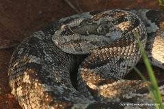 Bitis arietans
