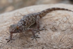 Chondrodactylus bibronii