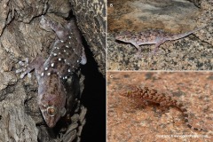 Chondrodactylus bibronii