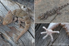 Chondrodactylus bibronii