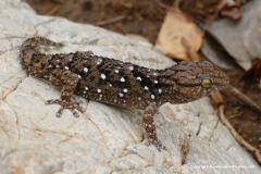 Chondrodactylus turneri