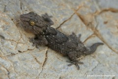 Chondrodactylus turneri