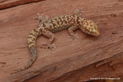 Pachydactylus bicolor