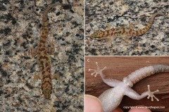 Pachydactylus bicolor