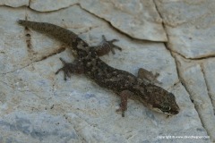 Pachydactylus punctatus
