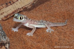 Pachydactylus rangei