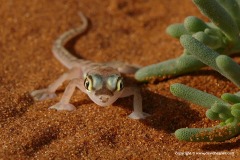 Pachydactylus rangei