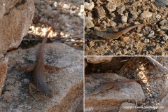 Pedioplanis gaerdesi