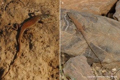 Pedioplanis inornata