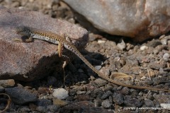 Pedioplanis gaerdesi