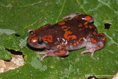 Phrynomantis annectens