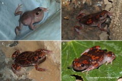 Phrynomantis annectens