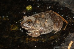 Poyntonophrynus damaranus