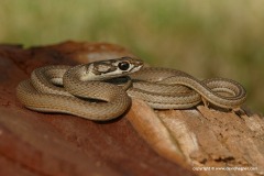 Psammophis notostictus