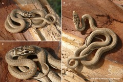 Psammophis notostictus