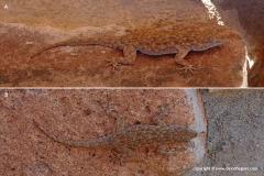 Rhoptropus cf. barnardi