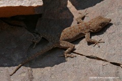 Rhoptropus sp.