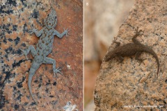 Rhoptropus cf. bradfieldi