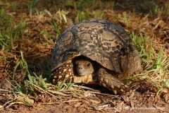Stigmochelys pardalis
