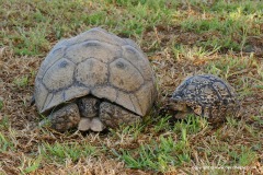 Stigmochelys pardalis