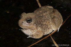 Tomopterna sp.