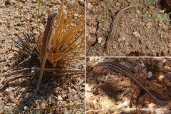 Trachylepis acutilabris