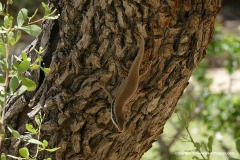 Trachylepis binotata
