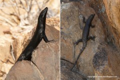 Trachylepis sparsa