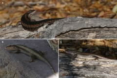 Trachylepis spilogaster