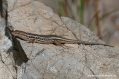 Trachylepis variegata
