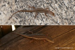 Trachylepis variegata