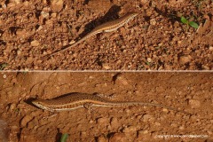 Trachylepis hoeschi