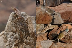Agama anchietae