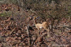 Raphicerus campestris