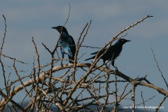 Lamprotornis nitens