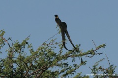 Vidua paradisaea