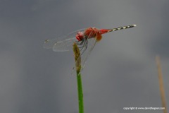 Odonata sp.