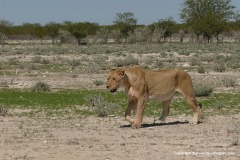 Panthera leo bleyenberghi