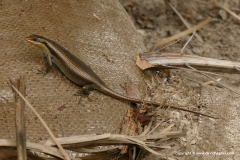 Trachylepis striata wahlbergi