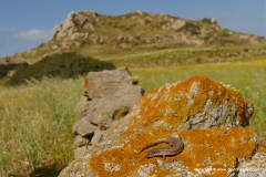 Chalcides ocellatus