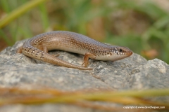 Chalcides ocellatus