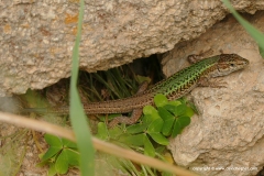 Podarcis erhardi naxensis