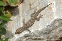 Mediodactylus kotschyi