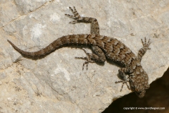 Mediodactylus kotschyi