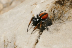 Philaeus chrysops