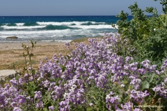 Naxos Town