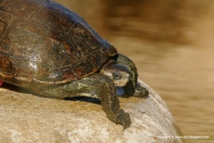 Mauremys rivulata